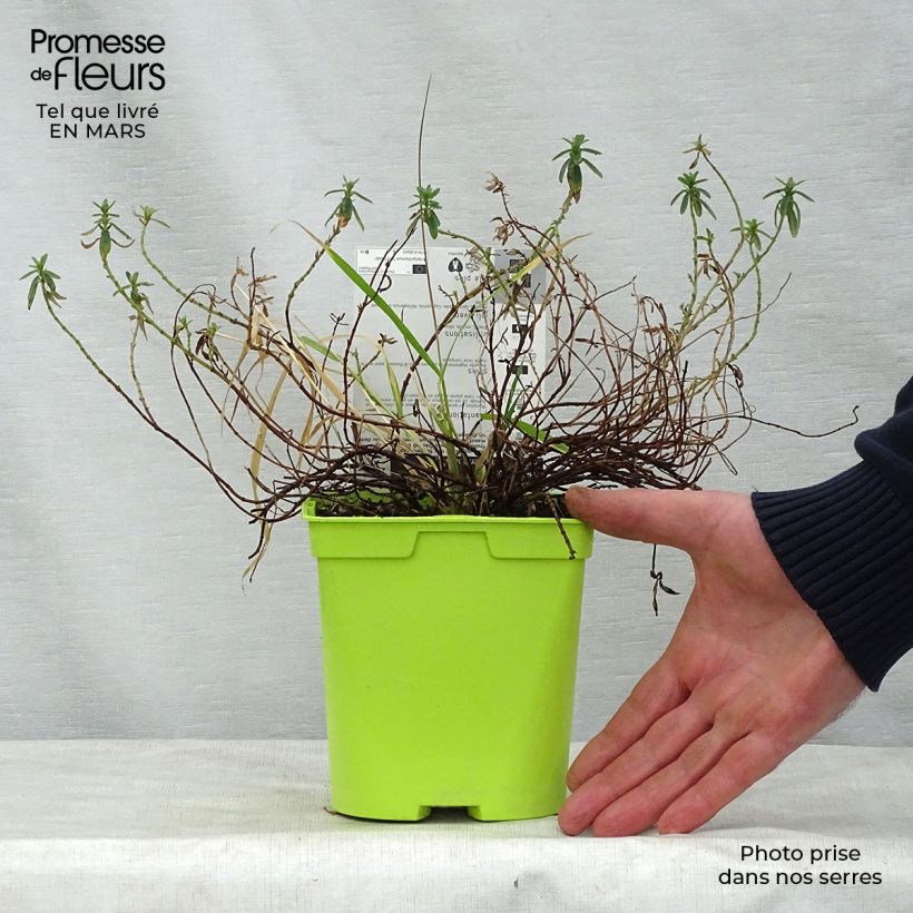 Helianthemum Ben Fhada - Eliantemo Vaso da 2L/3L esemplare consegnato in primavera