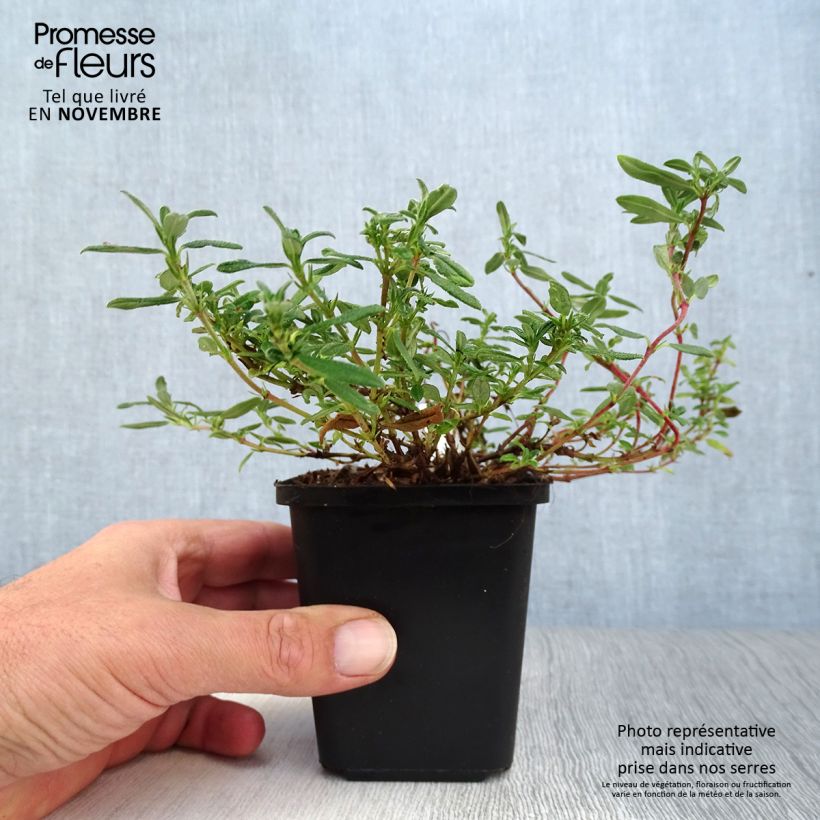 Esemplare di Helianthemum Ben Hope - Eliantemo Vasetto da 8/9 cm come consegnato in autunno
