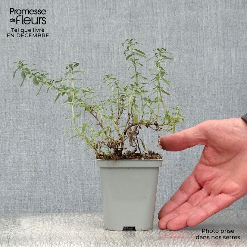 Helianthemum Ben Hope - Eliantemo Vasetto da 8/9 cm esemplare consegnato in inverno