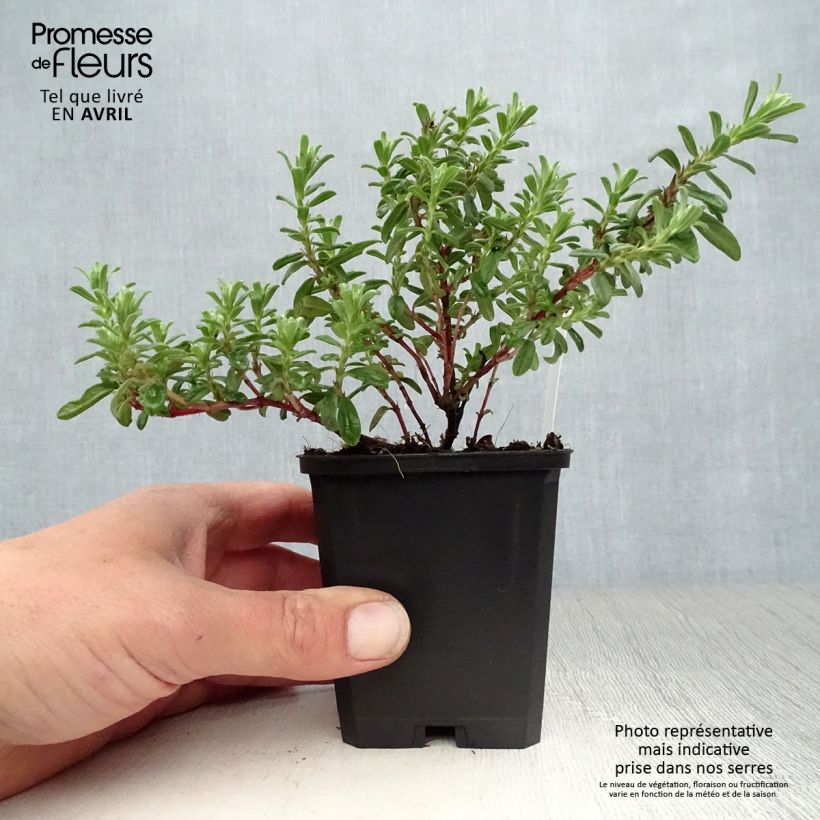 Helianthemum Ben Hope - Eliantemo Vasetto da 8/9 cm esemplare consegnato in primavera