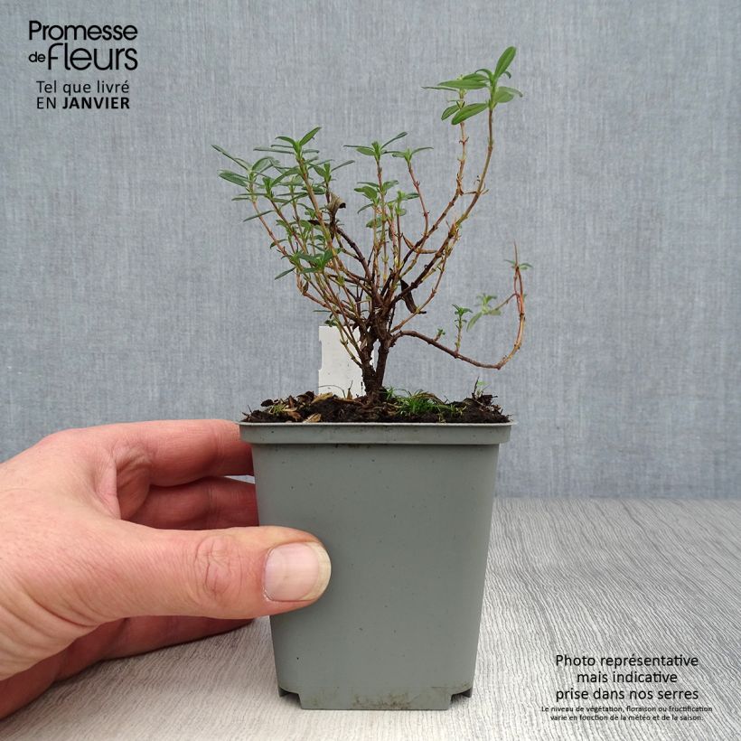 Helianthemum Cerise Queen - Eliantemo Vasetto da 8/9 cm esemplare consegnato in inverno