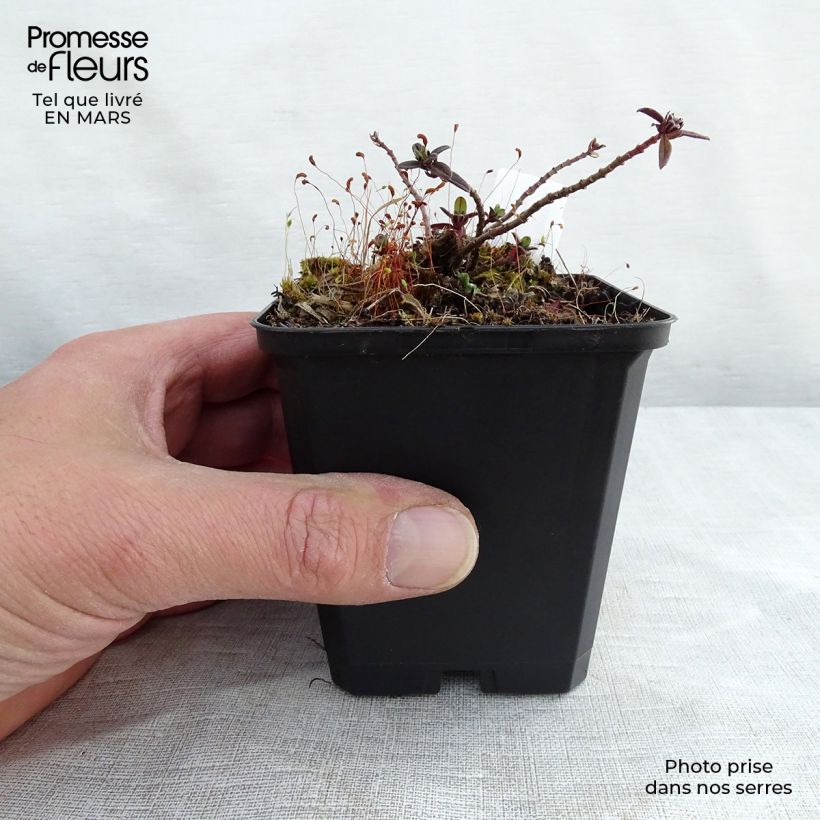 Helianthemum Elfenbeinglanz - Eliantemo Vasetto da 8/9 cm esemplare consegnato in inverno