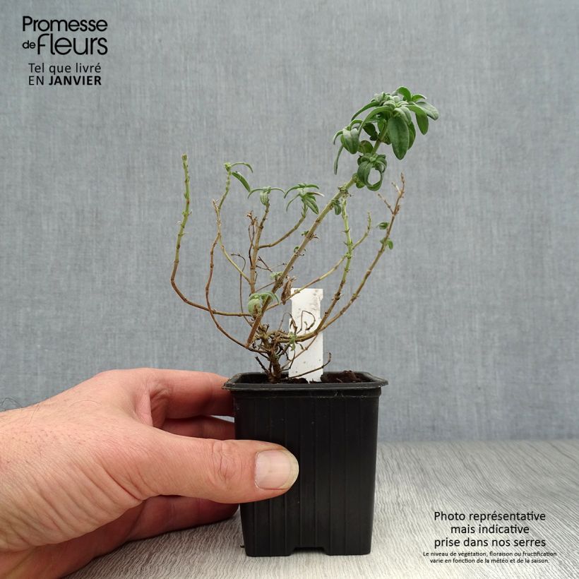 Helianthemum Fire Dragon - Eliantemo Vasetto da 8/9 cm esemplare consegnato in inverno