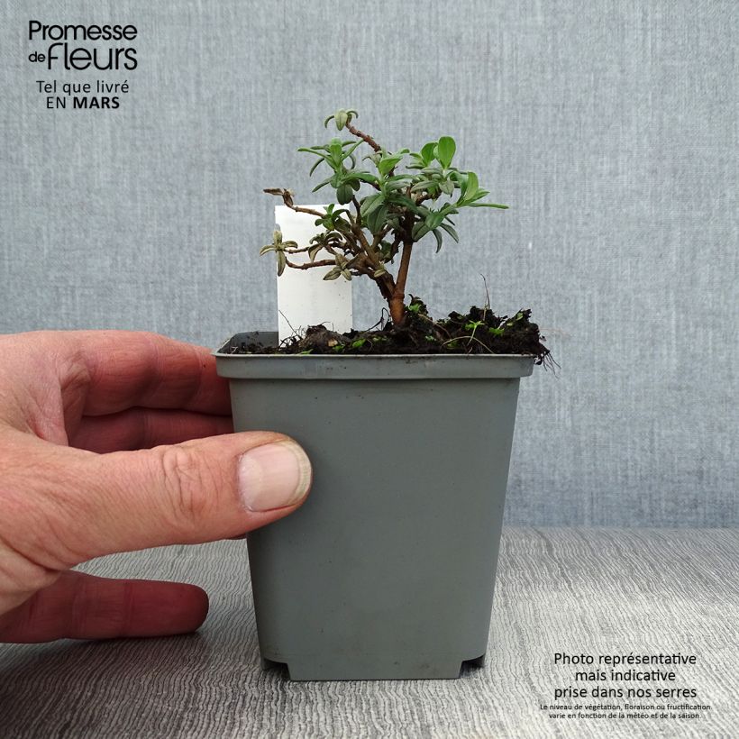 Helianthemum Fire Dragon - Eliantemo Vasetto da 8/9 cm esemplare consegnato in primavera