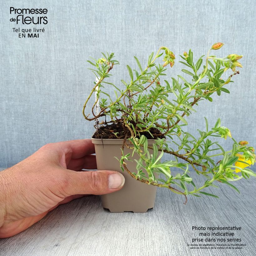 Helianthemum Golden Queen - Eliantemo Vasetto da 8/9 cm esemplare consegnato in primavera