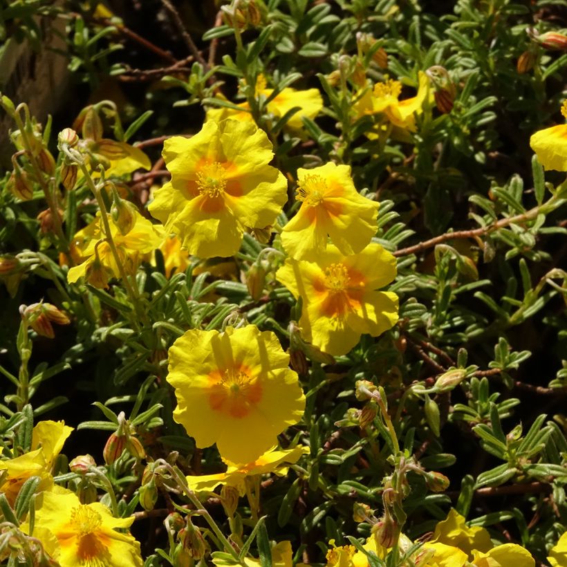 Helianthemum Golden Queen - Eliantemo (Fioritura)