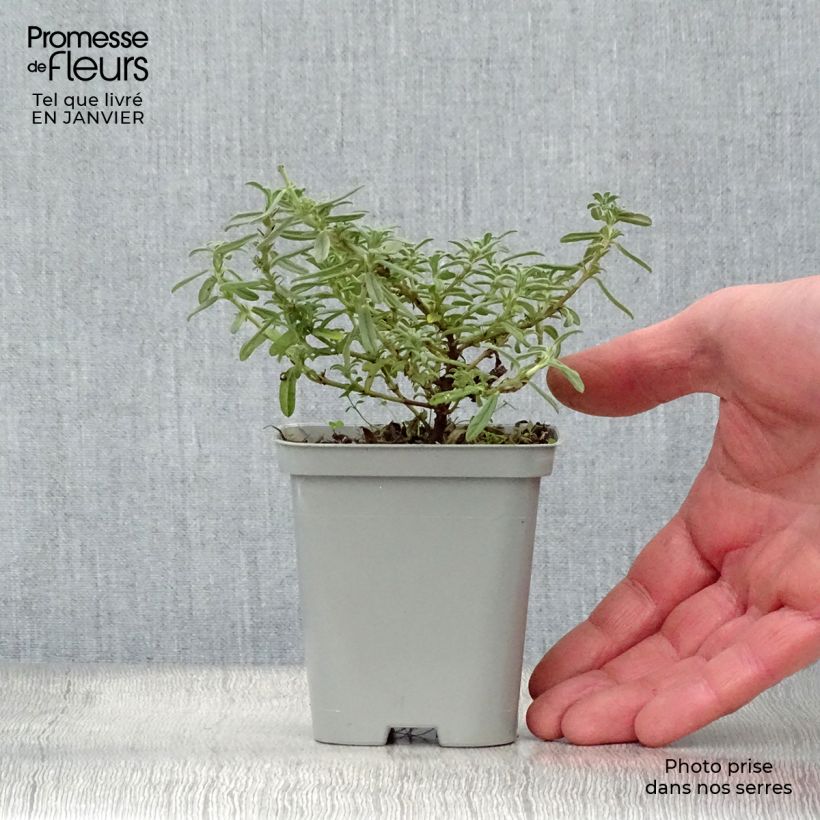 Helianthemum Hartswood Ruby - Eliantemo Vasetto da 7/8 cm esemplare consegnato in inverno