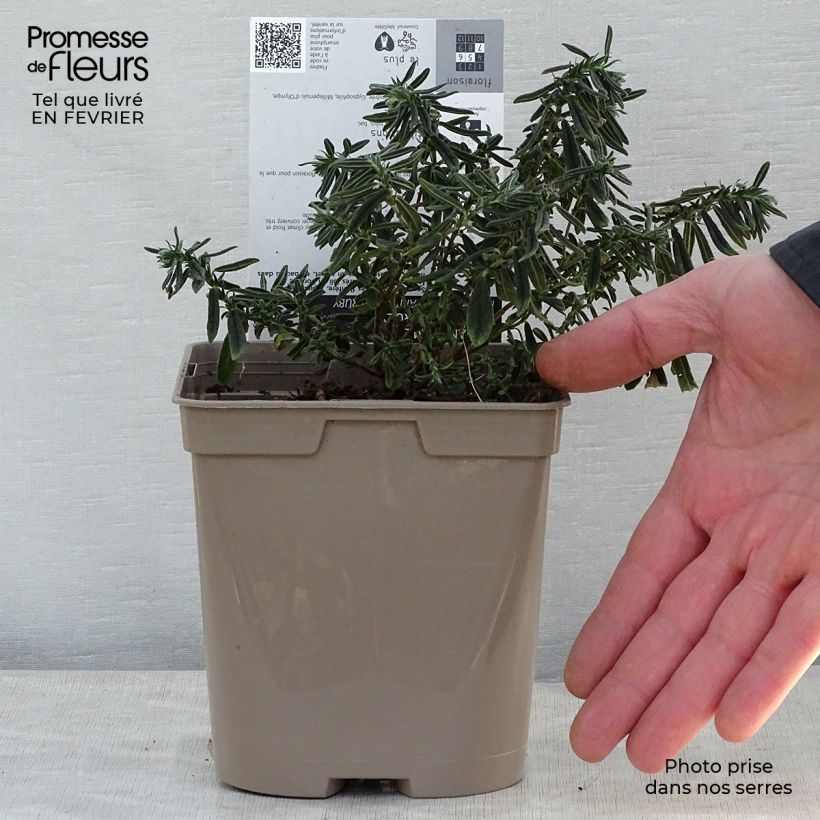 Helianthemum Hartswood Ruby - Eliantemo Vaso da 2L/3L esemplare consegnato in inverno