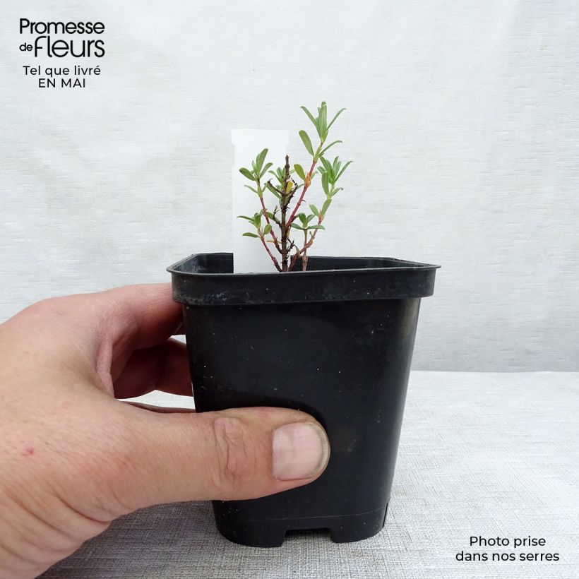 Helianthemum Hartswood Ruby - Eliantemo Vasetto da 7/8 cm esemplare consegnato in primavera