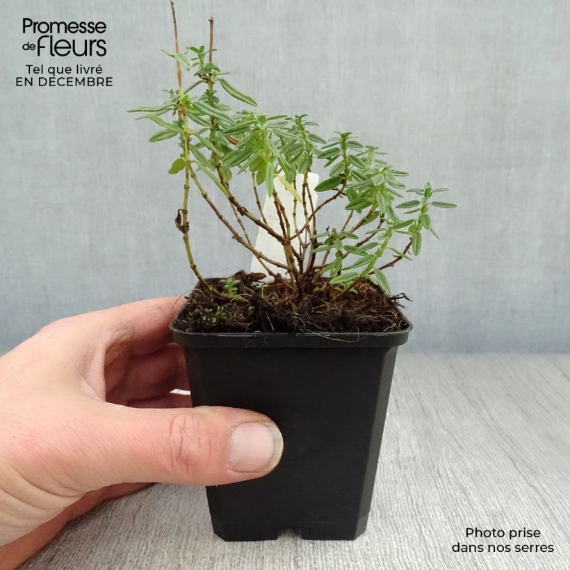 Helianthemum Lawrenson's Pink - Eliantemo Vasetto da 8/9 cm esemplare consegnato in inverno