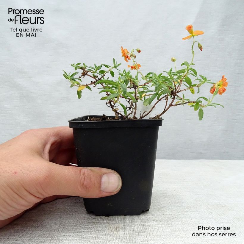 Helianthemum Orange Double - Eliantemo Vasetto da 8/9 cm esemplare consegnato in primavera