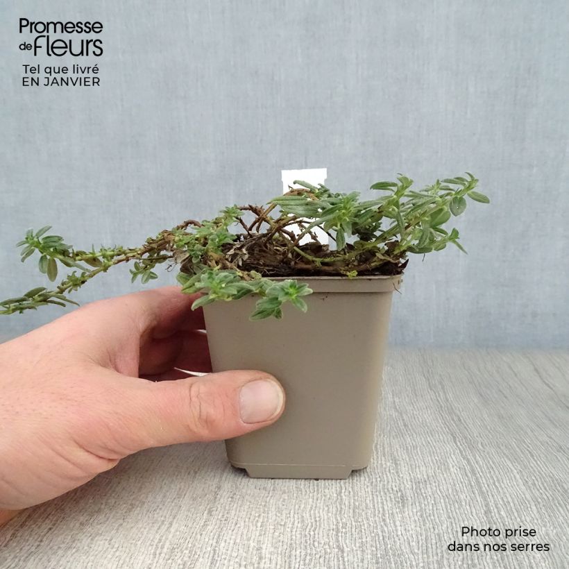 Helianthemum Orange Double - Eliantemo Vasetto da 8/9 cm esemplare consegnato in inverno