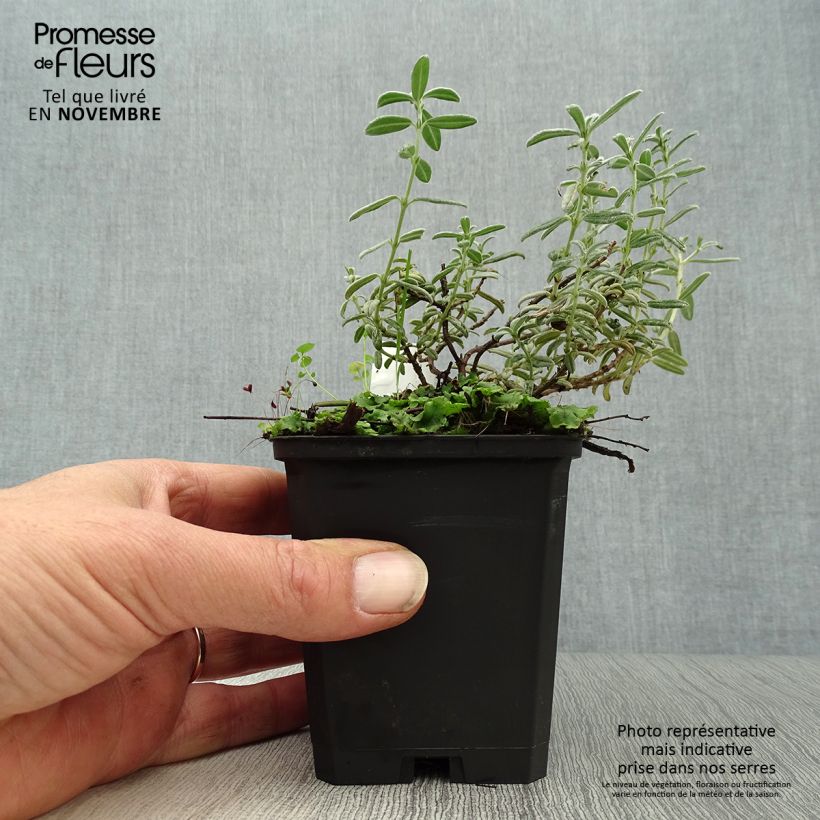 Esemplare di Helianthemum Rhodanthe Carneum - Eliantemo Vasetto da 8/9 cm come consegnato in autunno