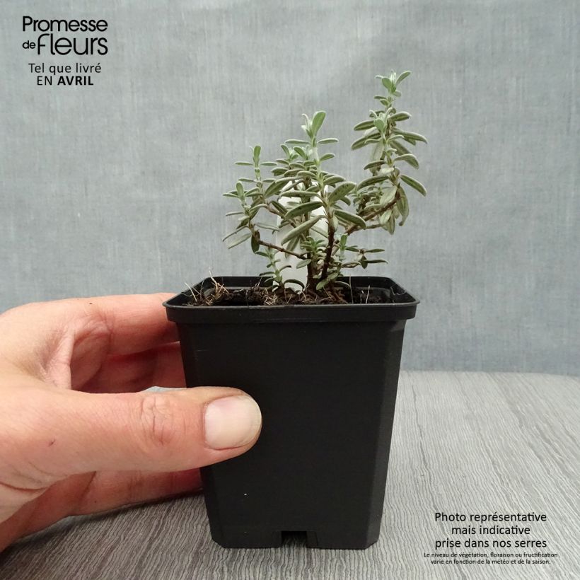 Helianthemum Rhodanthe Carneum - Eliantemo Vasetto da 8/9 cm esemplare consegnato in primavera