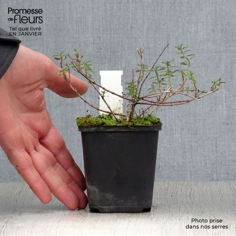 Helianthemum Sulphureum Plenum - Eliantemo Vasetto da 8/9 cm esemplare consegnato in inverno