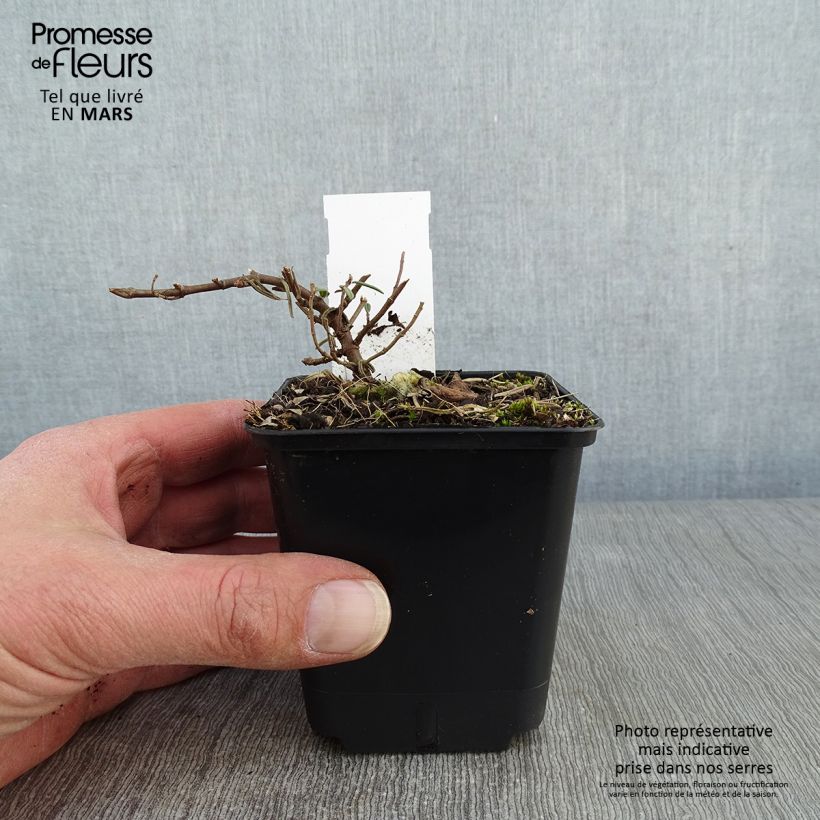 Helianthemum Suprême - Eliantemo Vasetto da 8/9 cm esemplare consegnato in inverno