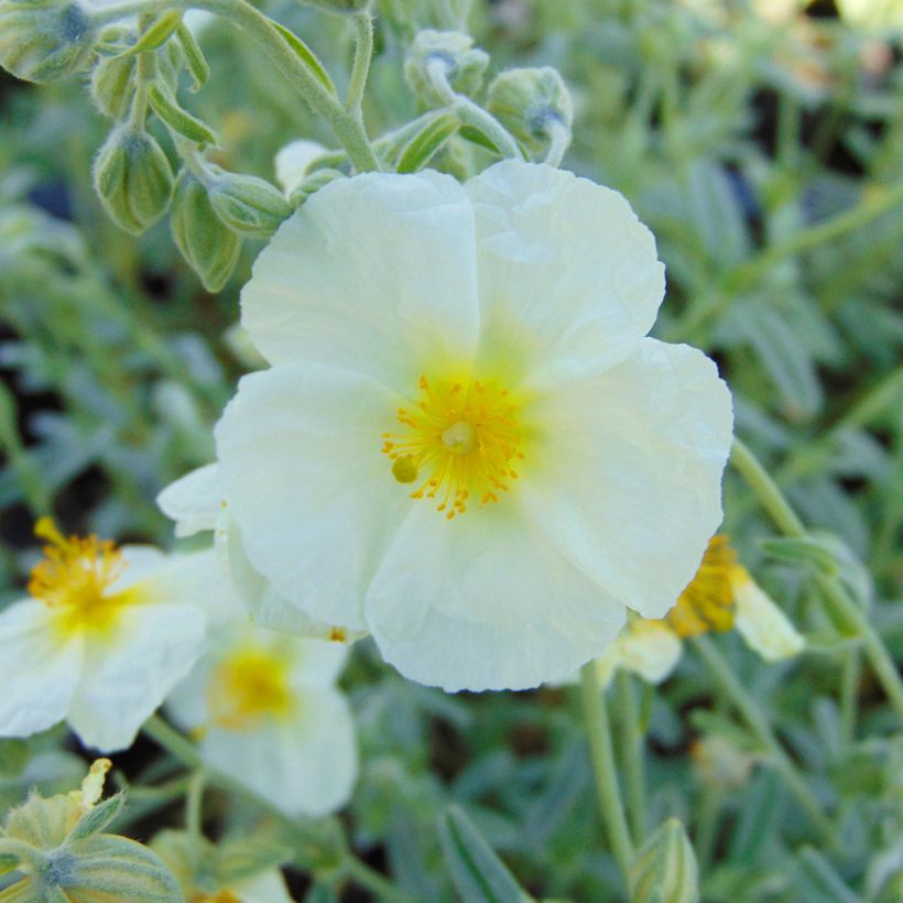 Helianthemum The Bride - Eliantemo (Fioritura)