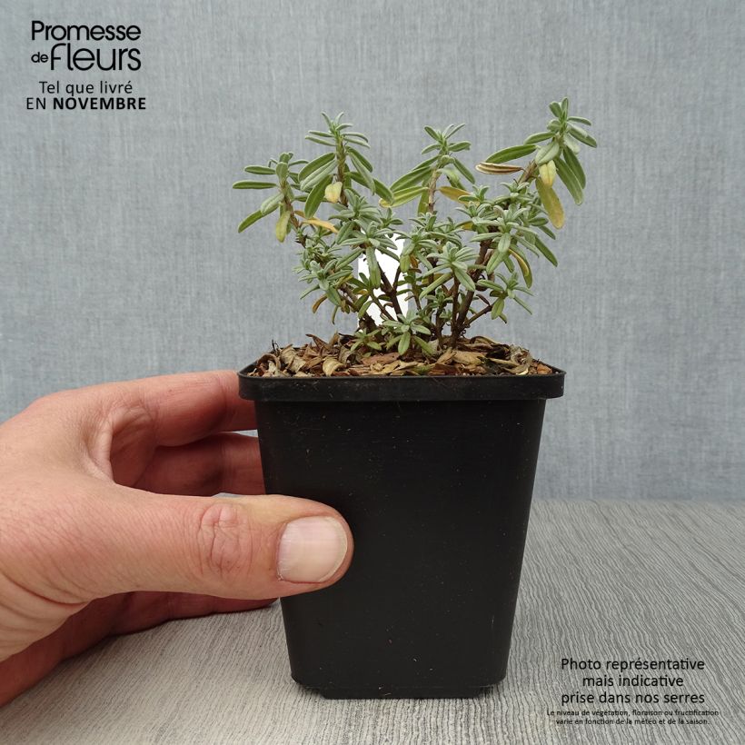 Esemplare di Helianthemum The Bride - Eliantemo Vasetto da 8/9 cm come consegnato in autunno