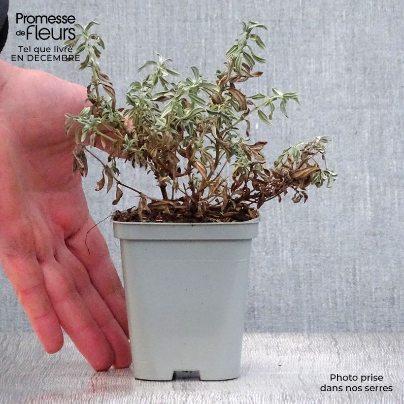 Helianthemum The Bride - Eliantemo Vasetto da 8/9 cm esemplare consegnato in inverno