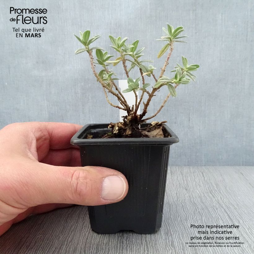 Helianthemum Tomato Red - Eliantemo Vasetto da 8/9 cm esemplare consegnato in primavera