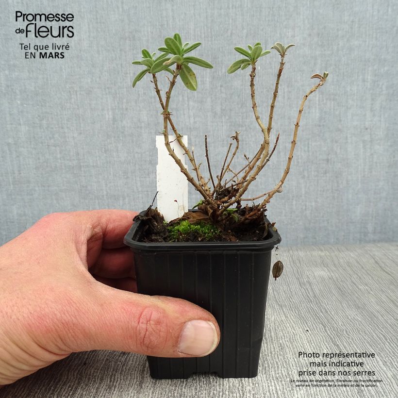 Helianthemum Tomato Red - Eliantemo Vasetto da 8/9 cm esemplare consegnato in inverno