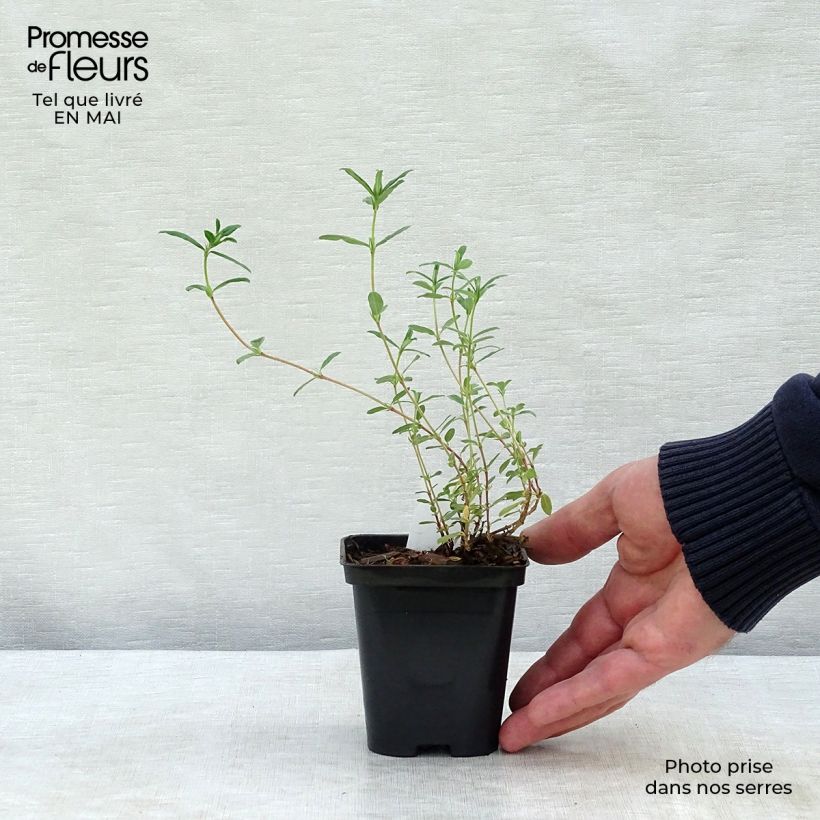 Helianthemum Sulphureum Plenum - Eliantemo Vasetto da 8/9 cm esemplare consegnato in primavera