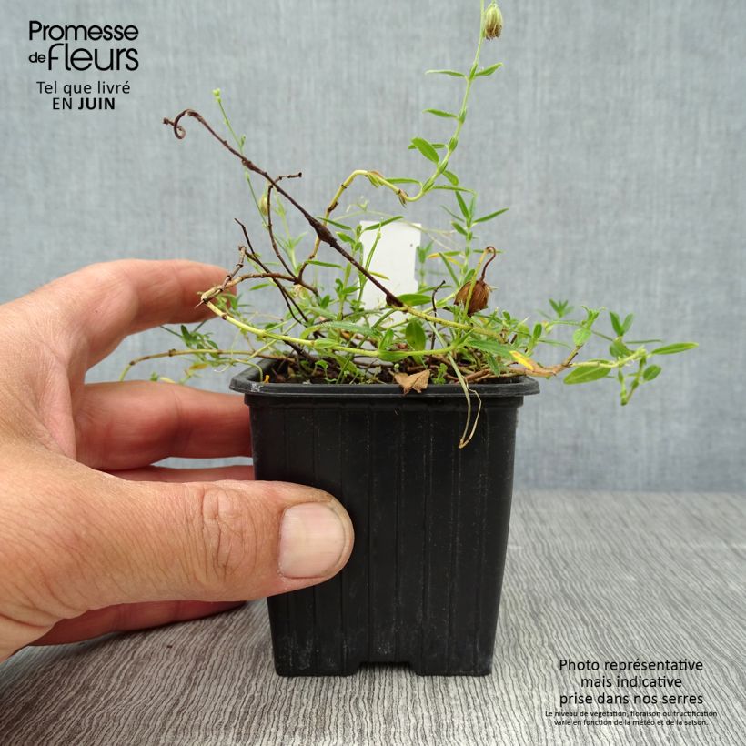 Esemplare di Helianthemum nummularium - Eliantemo maggiore Vasetto da 8/9 cm consegnato in estate