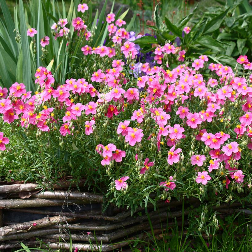Helianthemum Lawrenson's Pink - Eliantemo (Porto)