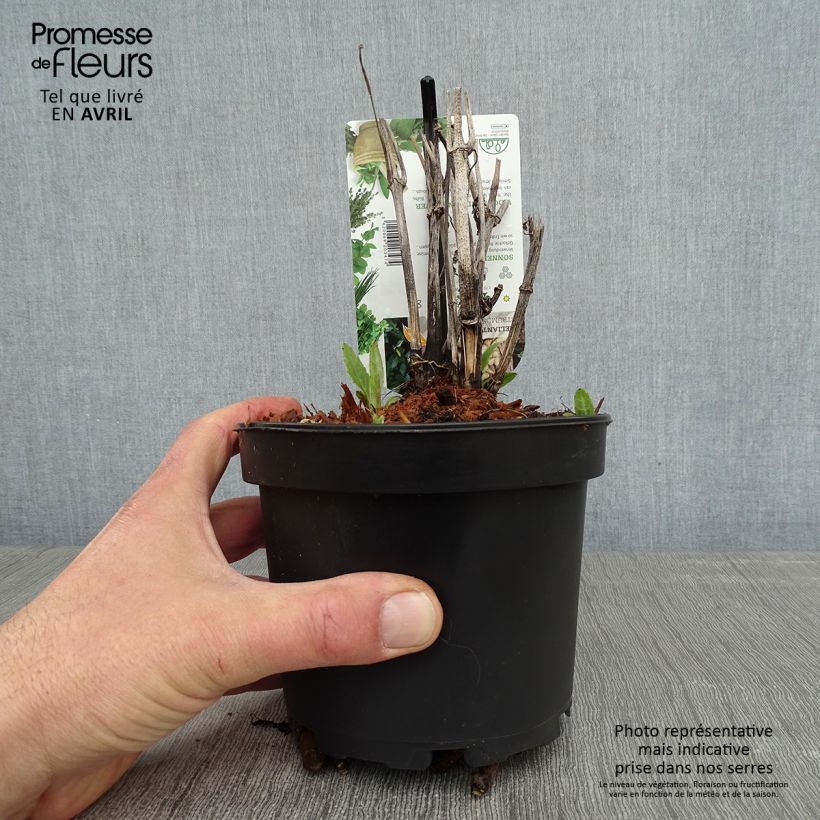 Helianthus strumosus - Girasole ghiandoloso Vaso da 1,5L/2L esemplare consegnato in primavera