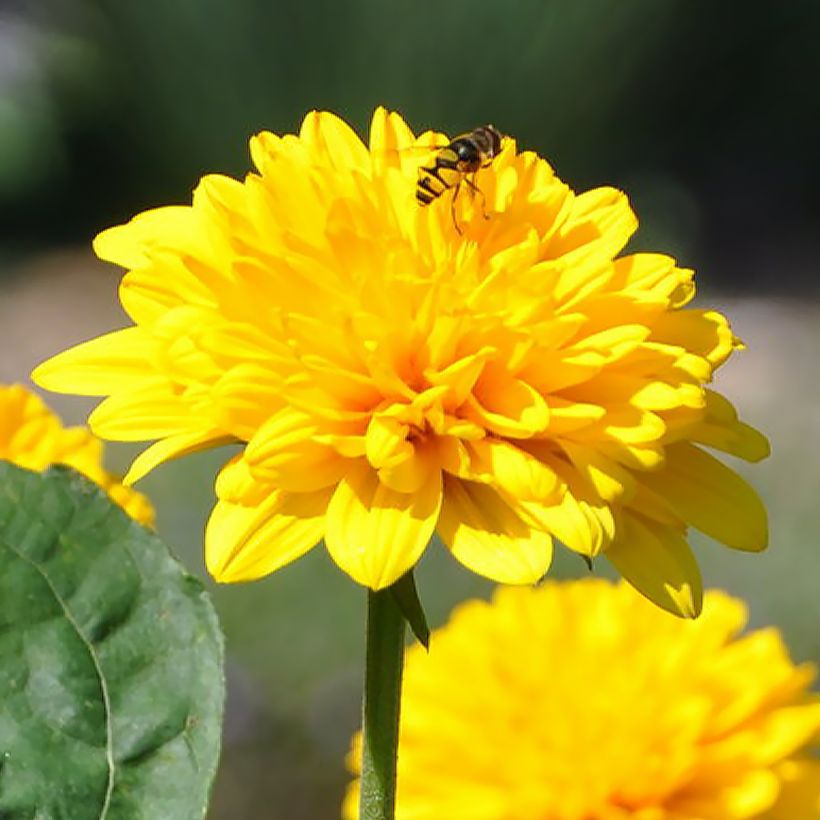 Helianthus Sunshine Daydream - Girasole (Fioritura)