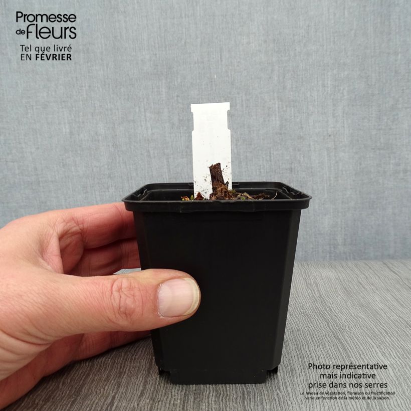 Helianthus atrorubens Monarch - Girasole Vasetto da 8/9 cm esemplare consegnato in inverno