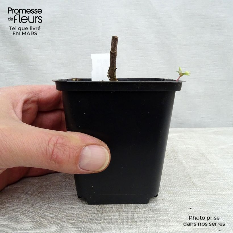 Helianthus decapetalus Capenoch Star - Girasole Vasetto da 8/9 cm esemplare consegnato in inverno