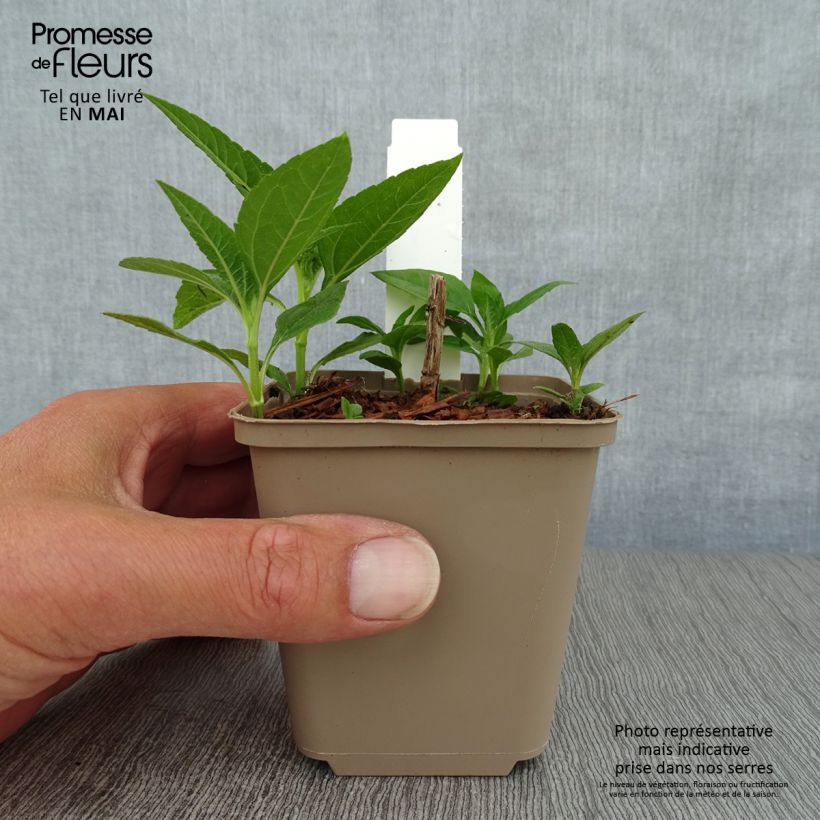 Helianthus decapetalus Plenus - Girasole Vasetto da 8/9 cm esemplare consegnato in primavera