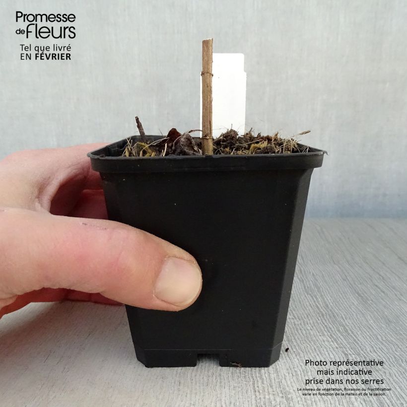 Helianthus decapetalus Soleil d'Or - Girasole Vasetto da 8/9 cm esemplare consegnato in inverno