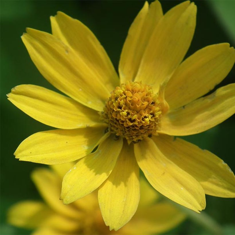Helianthus microcephalus - Girasole (Fioritura)