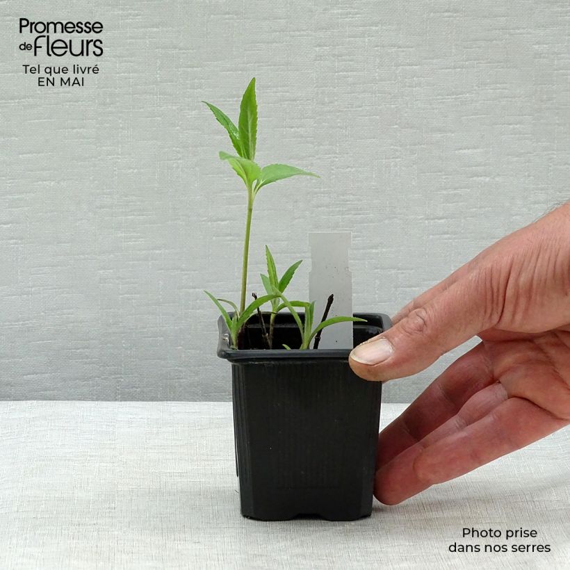 Helianthus microcephalus - Girasole Vasetto da 8/9 cm esemplare consegnato in primavera