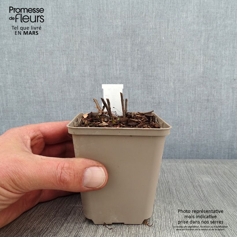 Helianthus mollis - Girasole Vasetto da 8/9 cm esemplare consegnato in inverno