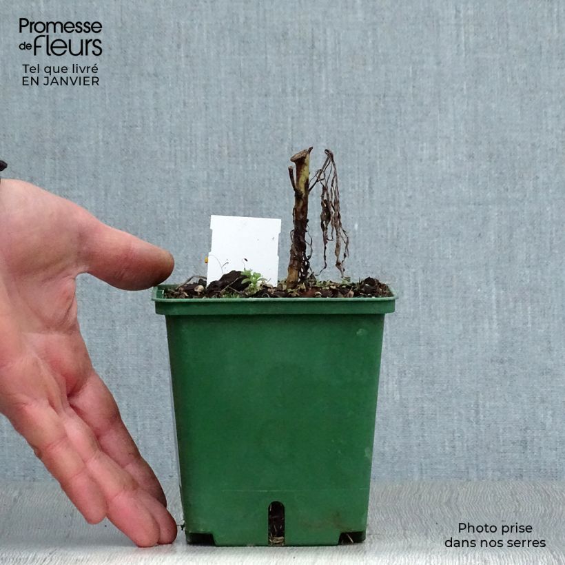 Helianthus salicifolius - Girasole Vasetto da 8/9 cm esemplare consegnato in inverno