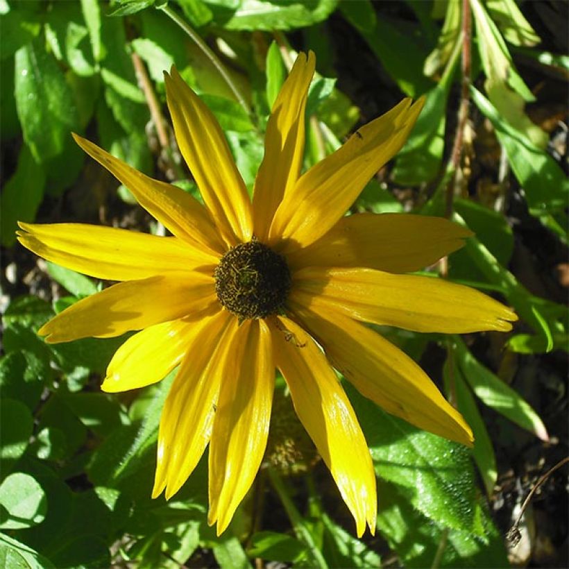 Helianthus salicifolius Table Mountain - Girasole (Fioritura)