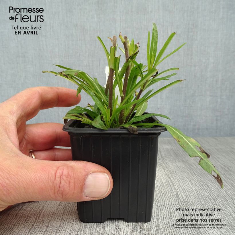 Helianthus salicifolius Table Mountain - Girasole Vasetto da 8/9 cm esemplare consegnato in primavera