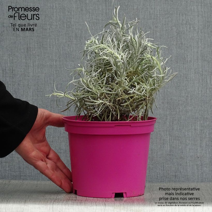 Elicriso italiano Korma Vaso da 2L/3L esemplare consegnato in primavera