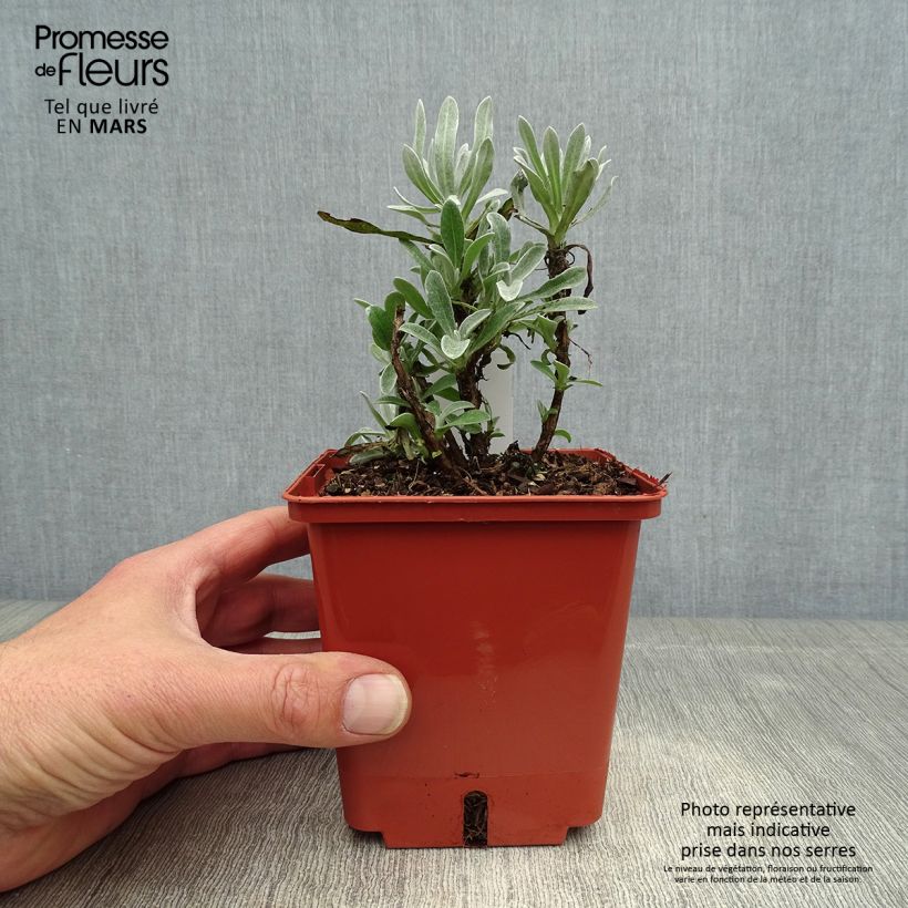 Helichrysum Red Jewel - Elicriso Vaso da 1L/1,5L esemplare consegnato in primavera