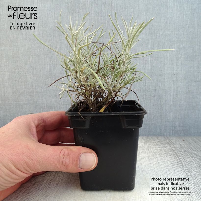 Elicriso italiano Vasetto da 7/8 cm esemplare consegnato in inverno