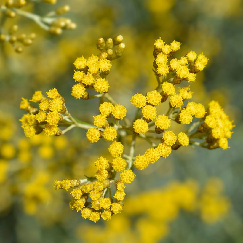 Elicriso italiano (Fioritura)