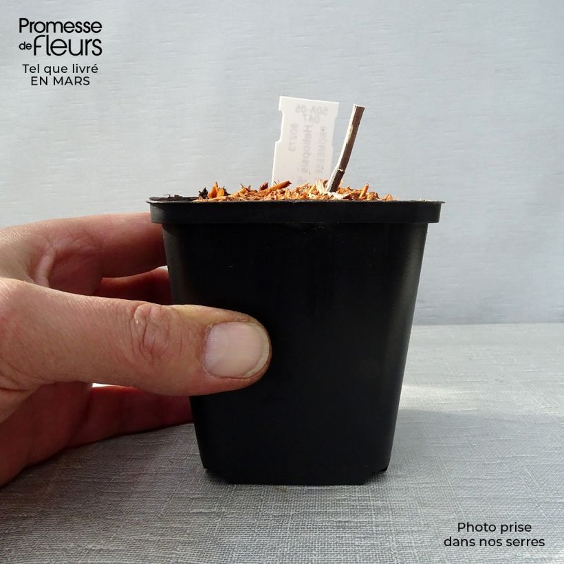 Heliopsis helianthoides var. scabra Summer Pink Vasetto da 8/9 cm esemplare consegnato in primavera