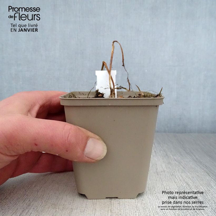 Heliopsis helianthoides var. scabra Summer Pink Vasetto da 8/9 cm esemplare consegnato in inverno