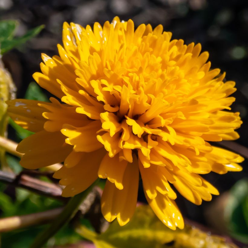 Heliopsis helianthoides Asahi (Fioritura)