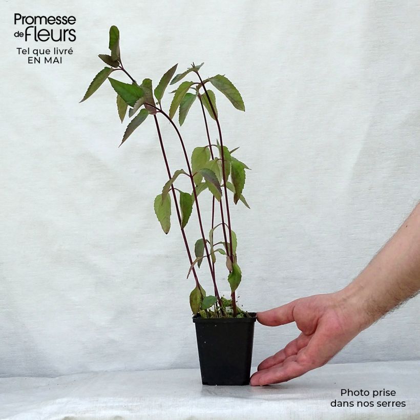 Heliopsis helianthoides var. scabra Burning Hearts Vasetto da 8/9 cm esemplare consegnato in primavera