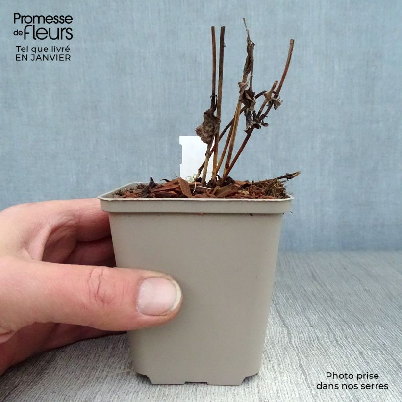 Heliopsis helianthoides var. scabra Burning Hearts Vasetto da 8/9 cm esemplare consegnato in inverno