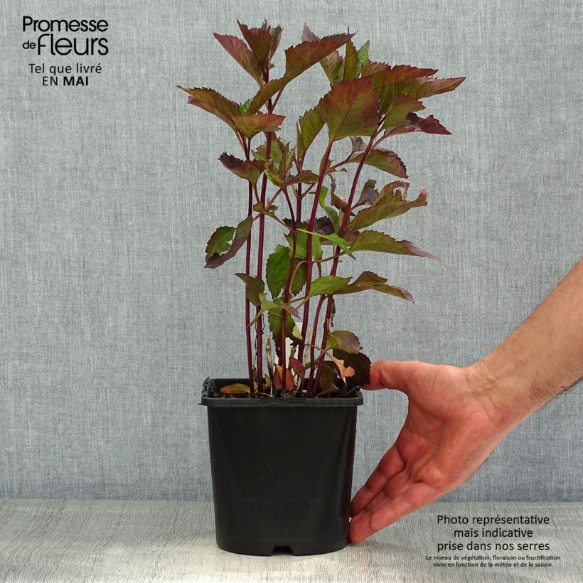 Heliopsis helianthoides var. scabra Funky Spinner Vaso da 2L/3L esemplare consegnato in primavera